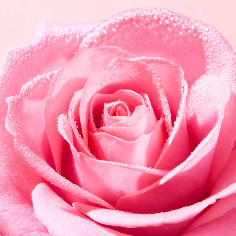 Very Rose Soothing Shower Gel by NUXE